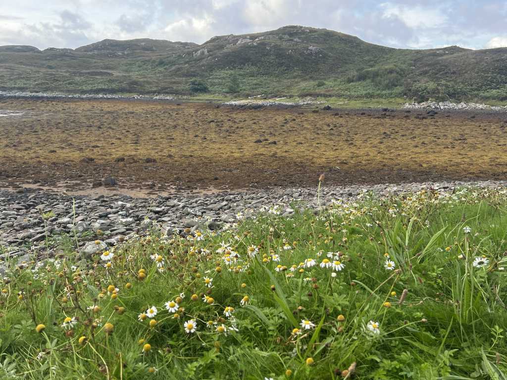 Low tide over the weed-covered foreshore at Tanera Mor, daisies in the foreground